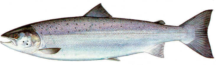 FRESH ATLANTIC SALMON WHOLE 10-15 LBS.