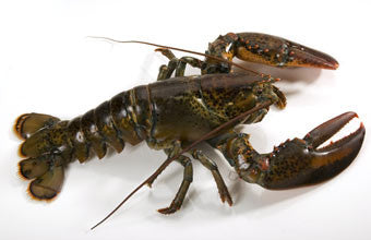 Live Canadian Lobster 1.50 - 1.75 lbs. - HALVES